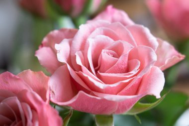 Beautiful pink pastel roses in spring as a gift for women's day in march