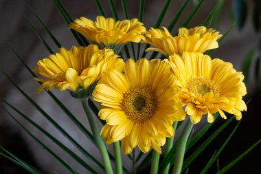 Yellow blooming gerberas on spring as a gift on international womens day