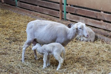 Sheep and lambs at children farm at Bergschenhoek n the Netherlands