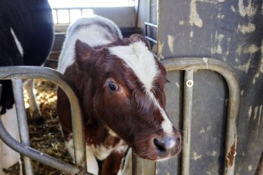 Red pied calf of a holstein friesian cow in a stable in Bergschenhoek the Netherlands