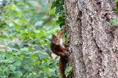 eurasian red squirrel in forest at the Veluwe in Gelderland  in the Netherlands