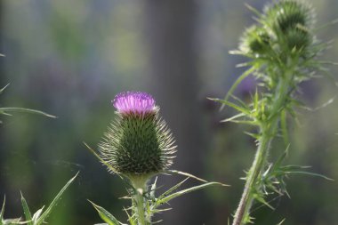 cirsium vulgare or the common thistle as roadside weeds in the Netherlands