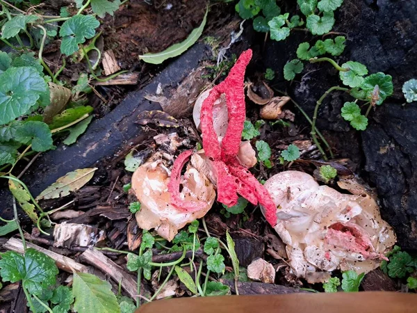 Devils fingers fungus with red colour and strong and unpleasant smell also referred to as octopus stinkhorn or octopus fungus