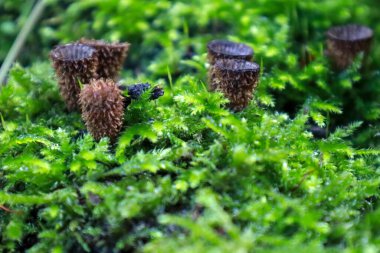 Cyathus striatus, commonly known as the fluted bird's nest in the forest during autumn