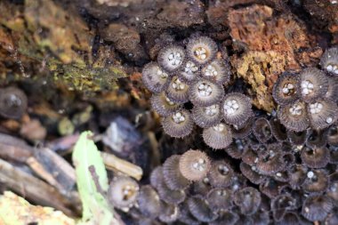 Cyathus striatus, commonly known as the fluted bird's nest in the forest during autumn