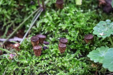 Cyathus striatus, commonly known as the fluted bird's nest in the forest during autumn