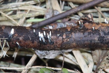 candlestick fungus, the candlesnuff fungus, carbon antlers or the stag's horn fungus during autumn in the forest