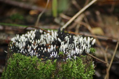 candlestick fungus, the candlesnuff fungus, carbon antlers or the stag's horn fungus during autumn in the forest