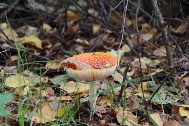 Red with white dots fly agaric mushroom during autumn season in the forest