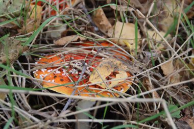 Red with white dots fly agaric mushroom during autumn season in the forest