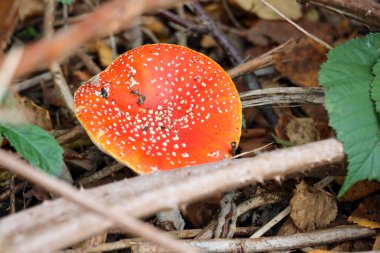 Red with white dots fly agaric mushroom during autumn season in the forest