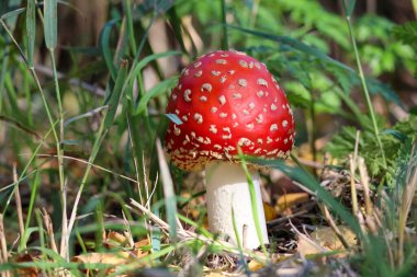 Red with white dots fly agaric mushroom during autumn season in the forest