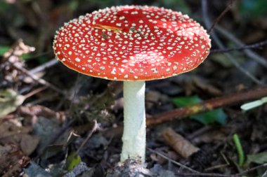 Red with white dots fly agaric mushroom during autumn season in the forest