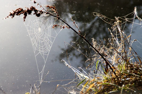 Spider webs after Fog over the fields of the \'s-gravenweg in the Netherlands