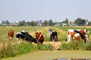 Park 'taki bir çayırda inekler suya yansıyor. Arka planda Nieuwerkerk aan den IJssel silueti var..