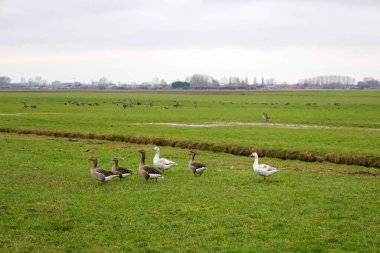 Hollanda 'nın Zevenhuizen bölgesindeki Zuidplaspolder otlağındaki kazlar