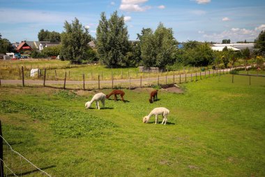 Hollanda 'daki Nieuwerkerk Noord' daki Zuidplaspolder 'ın Halkası boyunca hayvanlarla dolu çayırlar.