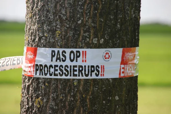 stock image Warning on a ribbon for the oak processionary caterpillar on a tree in Oldebroek in the Netherlands
