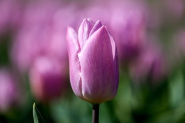 Hollanda 'daki Goeree-Overflakkee Adası' ndaki çiçek tarlasında mor lale.