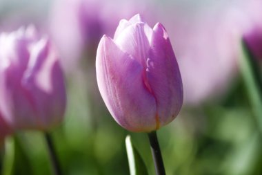 Hollanda 'daki Goeree-Overflakkee Adası' ndaki çiçek tarlasında mor lale.