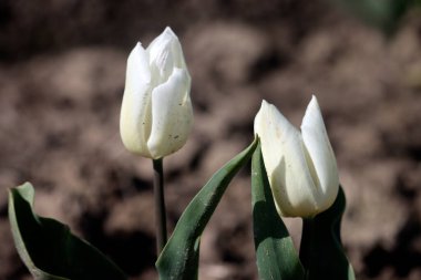 Hollanda 'daki Goeree-Overflakkee Adası' ndaki çiçek tarlasında beyaz lale.