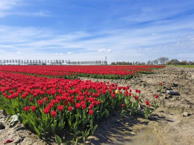 Ada Goeree-Overflakkee 'deki çiçek tarlasında kırmızı lalelerle dolu bir tarla.