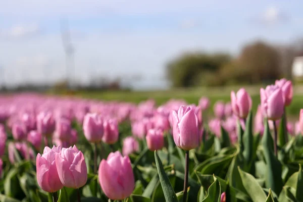 Purple tulip on the flower bulb field on Island Goeree-Overflakkee in the Netherlands