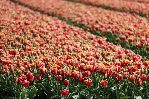 field full of tulips on the flower bulb field on Island Goeree-Overflakkee in the Netherlands