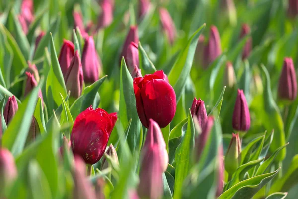 red tulip on the flower bulb field on Island Goeree-Overflakkee in the Netherlands
