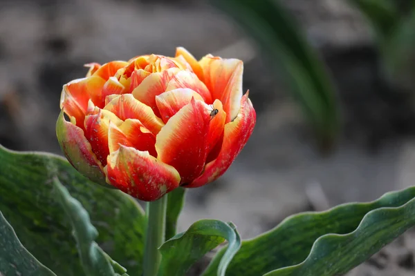 red yellow tulip on the flower bulb field on Island Goeree-Overflakkee in the Netherlands