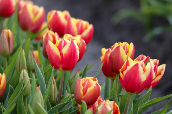 Tulipe Jaune Rouge Sur Champ Bulbes Fleurs Sur Île Goeree — Photo