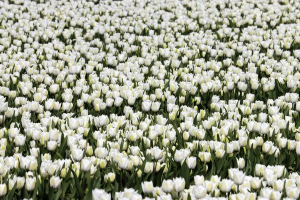 stock image White tulip on the flower bulb field on Island Goeree-Overflakkee in the Netherlands