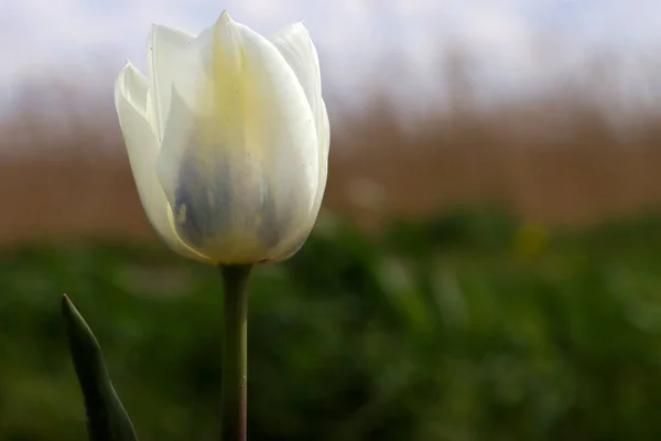 White tulip on the flower bulb field on Island Goeree-Overflakkee in the Netherlands