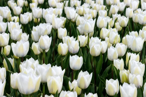 Biały Tulipan Polu Cebulki Kwiatowej Wyspie Goeree Overflakkee Holandii — Zdjęcie stockowe