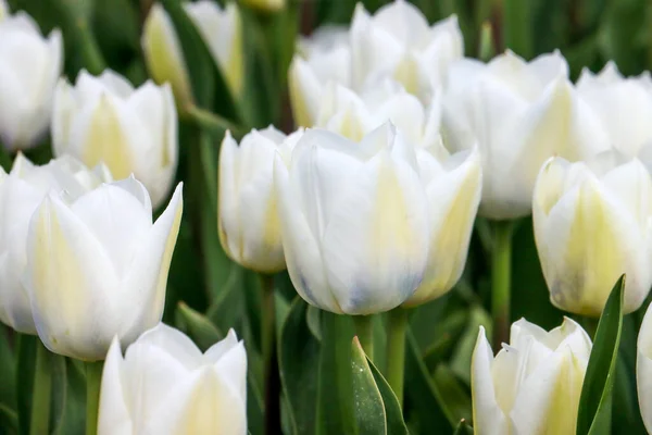 Biały Tulipan Polu Cebulki Kwiatowej Wyspie Goeree Overflakkee Holandii — Zdjęcie stockowe