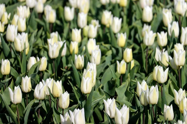 Pole Pełne Białych Tulipanów Polu Cebuli Kwiatowej Wyspie Goeree Overflakkee — Zdjęcie stockowe