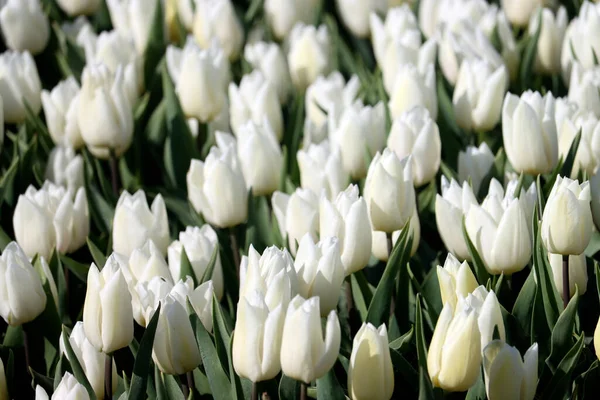 Pole Pełne Białych Tulipanów Polu Cebuli Kwiatowej Wyspie Goeree Overflakkee — Zdjęcie stockowe