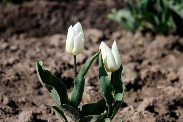 Weiße Tulpe Auf Dem Blumenzwiebelfeld Auf Der Insel Goeree Overflakkee — Stockfoto