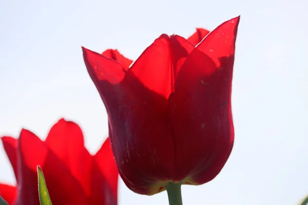 red tulip on the flower bulb field on Island Goeree-Overflakkee  in the Netherlands