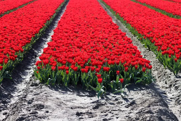 Champ Plein Tulipes Rouges Sur Champ Bulbes Fleurs Sur Île — Photo