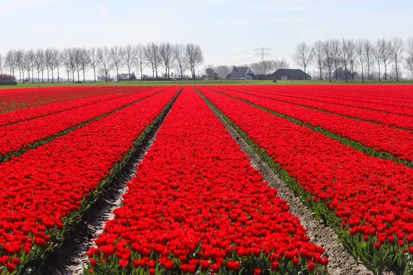 Pole Pełne Czerwonych Tulipanów Polu Cebuli Kwiatowej Wyspie Goeree Overflakkee — Zdjęcie stockowe