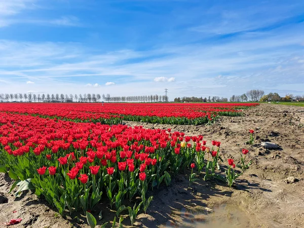 Pole Pełne Czerwonych Tulipanów Polu Cebuli Kwiatowej Wyspie Goeree Overflakkee — Zdjęcie stockowe