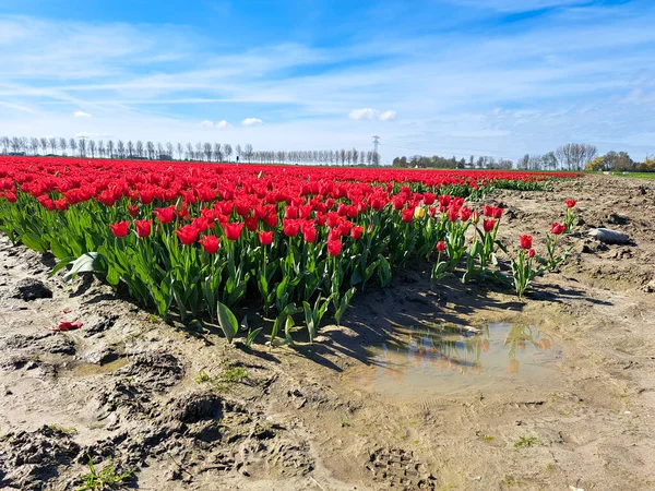 Feld Voller Roter Tulpen Auf Dem Blumenzwiebelfeld Auf Der Insel — Stockfoto