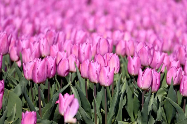 Pole Pełne Fioletowych Tulipanów Polu Cebuli Kwiatowej Wyspie Goeree Overflakkee — Zdjęcie stockowe