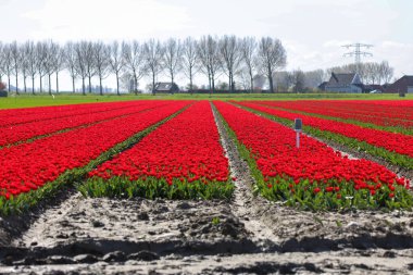 Hollanda 'daki Goeree-Overflakkee Adası' ndaki çiçek tarlasında kırmızı lalelerle dolu bir arazi.