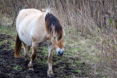 Hollanda 'daki Goeree Overflakkee' de Hellegatsplaten 'da fiyort vahşi atları.