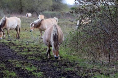 Hollanda 'daki Goeree Overflakkee' de Hellegatsplaten 'da fiyort vahşi atları.