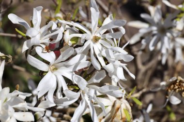 Hollanda 'da bahar boyunca yıldız manolyasının (Magnolia stellata) beyaz çiçekleri