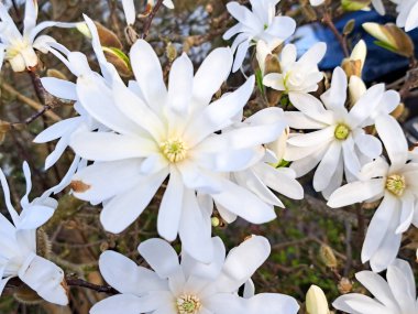 Hollanda 'da bahar boyunca yıldız manolyasının (Magnolia stellata) beyaz çiçekleri