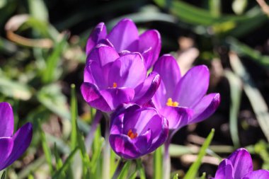Hollanda 'da ilkbaharda güneş ışığıyla aydınlanan timsahlar.